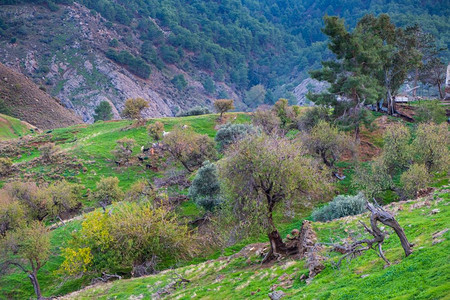 塞浦路斯Tylliria废弃村庄周围山丘上的野羊白色孤独植物图片