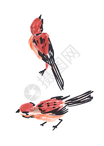 一只彩色小鸟的水铅笔手绘画丰富多彩的有色艺术图片