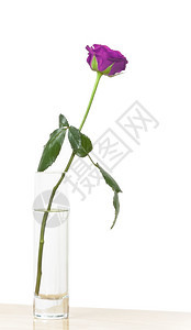 植物群一张漂亮的紫玫瑰图像开花盛图片