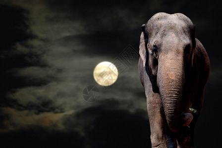 快感领域云夜中大象Walikng满月图片
