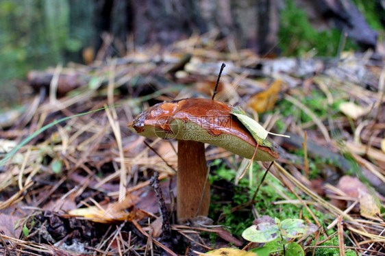 灰色的衬套森林中苏利勒斯的美味蘑菇帽图片