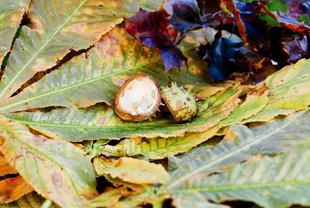 刺树公园栗子叶上的皮秋天图片