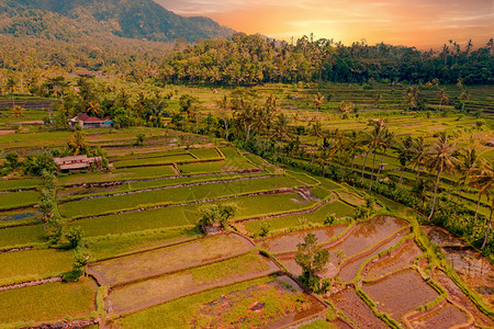 植物阳台农场日落时从印度尼西亚巴厘岛Sidemen的稻田梯出发图片
