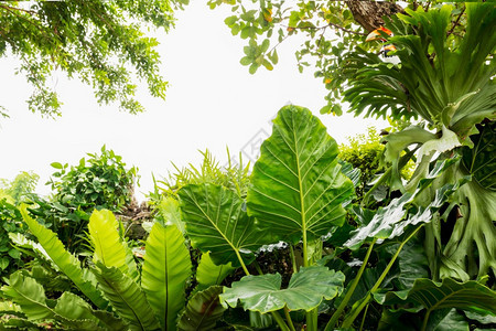 花园中的绿叶植物户外全景春天图片