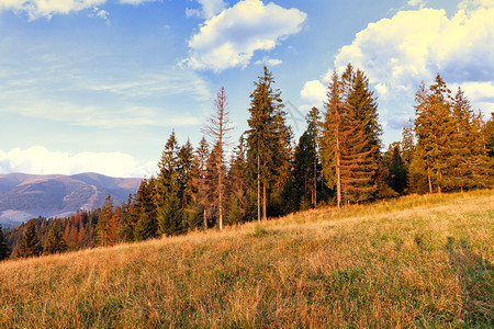 爬坡道金的场地在色阳光照亮的线下高松树伸向喀尔巴阡山坡上的天空白云在喀尔巴阡山坡上长松树冲向喀尔巴阡山坡上的天空图片