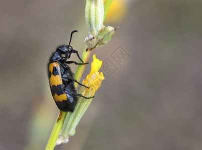 一只黄黑甲虫被放在花朵上用粉和蜜共餐而近身的黄黑甲虫则在田花上吃午饭餐开花明亮的图片