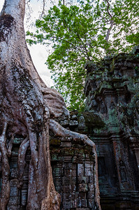 笏树根坐在石殿塔普罗姆树上根在石庙塔普罗姆吴哥河上旅行热带图片