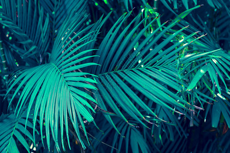 质地绿色在深热带花丛上叶子的彩色花朵大自然本底黑色蓝树叶自然质森林图片
