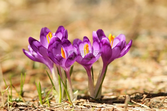 荒野场地绿色美丽的紫山野花番红春天藏图片