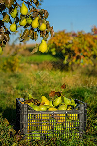 黑塑料箱中的梨子手工在黑塑料箱中的花园梨子季节收获中被手工抓新鲜的生产意大利图片