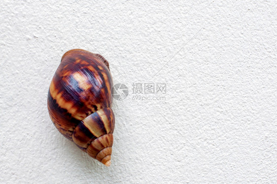 屋斯奈尔陆地蜗牛花园陆脉冲肺胃软体动物爬上白灰水泥墙黏糊的蛞蝓图片