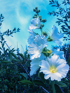 花园蓝天白麦芽自然背景白马尔瓦花蓝阳光明媚的天空背景盛开春植物图片
