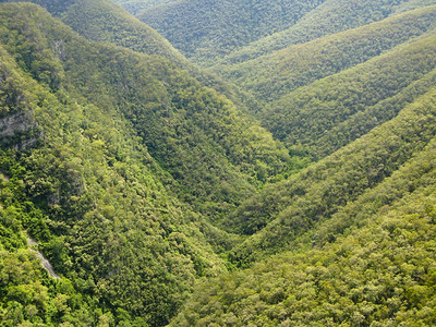 生物多样以及澳洲新南华雷斯山丘上的奥特拉利亚森林中的未受破坏全景