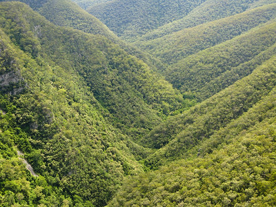 生物多样以及澳洲新南华雷斯山丘上的奥特拉利亚森林中的未受破坏全景图片