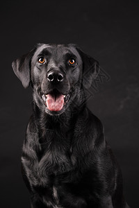 动物猎犬黑拉布多狗橙眼舌头露出黑色背景有趣的图片