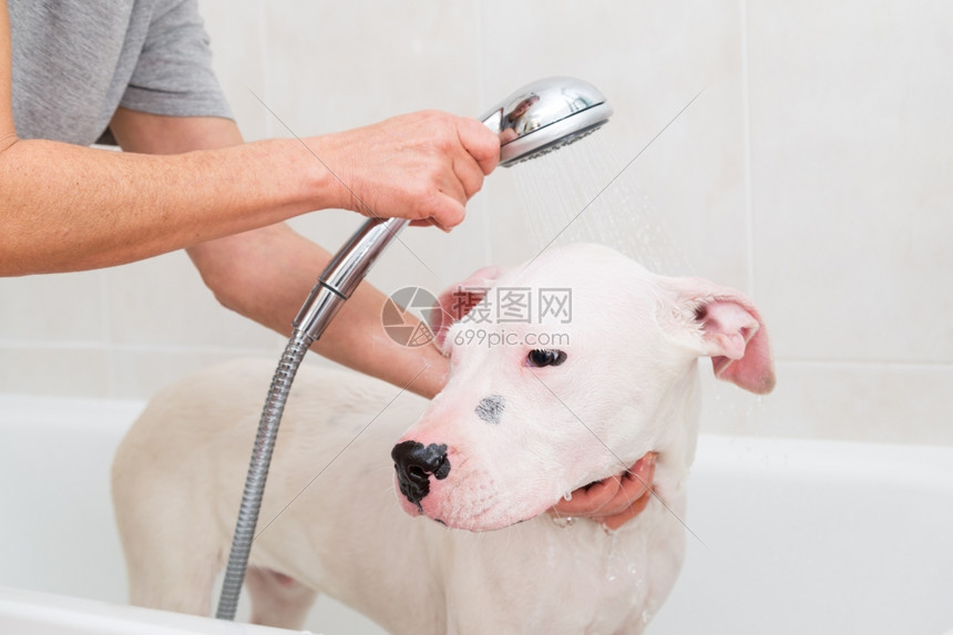 浴室泡一只可爱的狗dogoargentino热的洗发水图片
