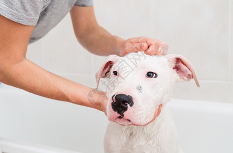 泡浴一只可爱的狗dogoargentino一种沐浴品图片