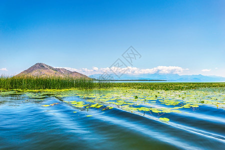 反射爬坡道Skadar湖水中的Lilies黑山湖上的Lilies蓝色的图片