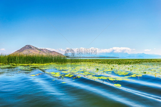 反射爬坡道Skadar湖水中的Lilies黑山湖上的Lilies蓝色的图片