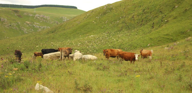 绿化牧牛群在夏日高山草原上放牧植物群季节图片