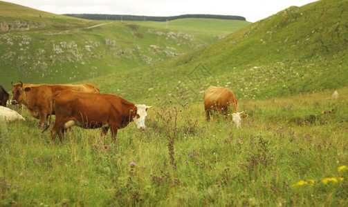 在夏高山草原上放牧的牛群阳光景观动物图片