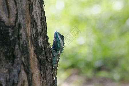 肖像身体龙蓝宝石蜥蜴在树上图片
