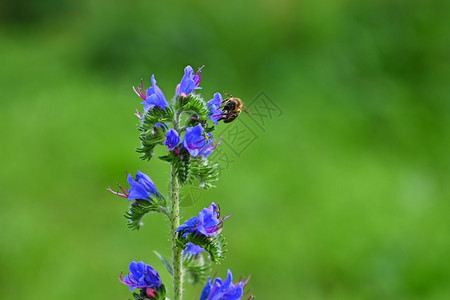 飞大黄蜂在盛开的美丽蓝花上模糊了天然多彩背景飞行食物图片