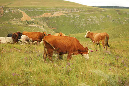 风景优美哺乳动物牧牛群在夏季高山田上放牧图片
