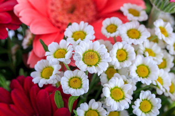 白色背景的漂亮花束隔离在白色背景上时髦的自然夏天图片