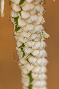 植物群美丽的蜡状体自然界中的Monadenium图片