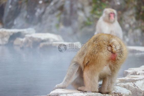 野生动物猴子图片