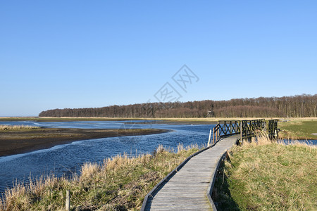 瑞典拜耶斯港Wooden人行道穿过西德群岛奥兰上的湿地Beijershamn一个著名的鸟食地点Wooden人行道穿过一个沼泽地芦图片