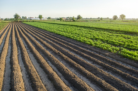 绿色行业土豆农田种植马铃薯和胡萝卜景观有山脊的空播种区农业工和综合经营美丽的乡村农田种植护理和收获背景图片