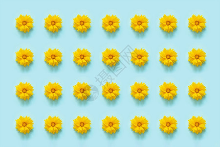 花卉图案蓝色背景上的天然黄色花朵您的设计模板顶视图平躺植物夏天复制图片