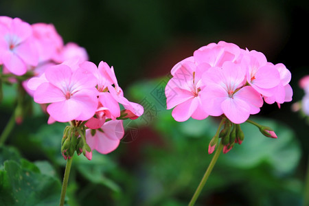 生长明亮的紫色美丽粉红Hydrangea或Hortensia花朵在园中开清新鲜上午有叶和树枝的Hydrangia花朵自然背景图片