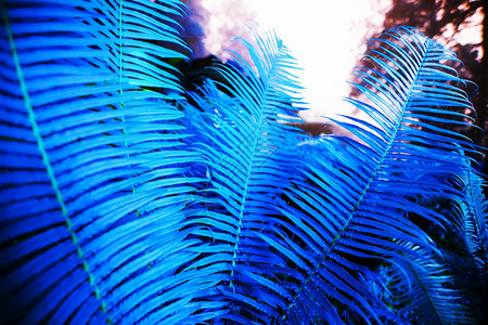 制作在一个热带花园中关闭蓝色的青黄叶由新鲜绿色的青树叶组成抽象蓝色颜以创造背景为主阴凉处叶子图片