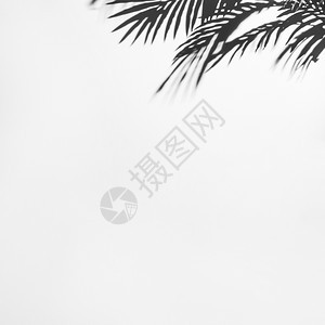抽象的白色深影棕榈高清晰度照片黑色粉红棕榈白背景优质照片春天环境图片