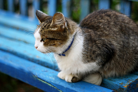 毛茸的大猫它躺在旧蓝长椅上涂着剥皮料毛人行道图片