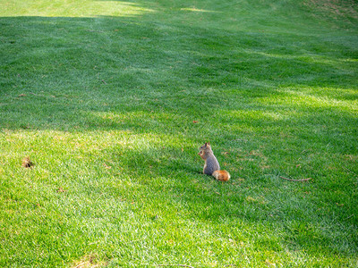 头发动物灰松鼠站立在绿草地上色的灰松鼠站立花园图片