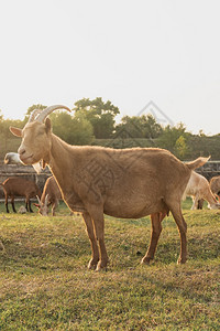 安哥拉摩羯座漫游山羊农场站立向远看图片
