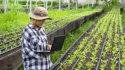 职业农民女士使用笔记本电脑来录有机农场中许多绿色国小卷心菜的增长数据亚洲年轻女农工随意的户外背景