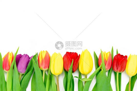 束在白色背景上与复制空间分离的鲜花和彩色新多郁金香混合绽放图片
