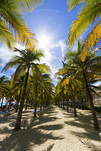 海景加勒比滩与棕榈树的景象加勒比海滩的景象太平洋支撑图片