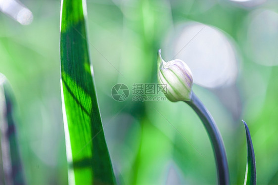 重点郁葱绿草软焦点美丽的春花背景大自然布基赫BOOKH场地图片