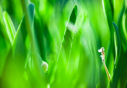 绿草软焦点美丽的春花背景大自然布基赫BOOKH抽象的散焦墙纸图片