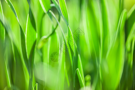 阳光绿草软焦点美丽的春花背景大自然布基赫BOOKH植物纯度图片
