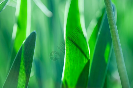 绿草柔软的焦点美丽春花背景大自然布基抽象的光束场地图片