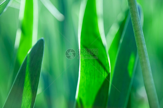 绿草柔软的焦点美丽春花背景大自然布基抽象的光束场地图片