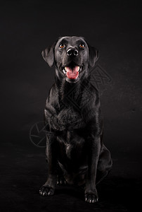 黑拉布多狗和舌头坐在黑色背景的边哺乳动物幽默友好图片