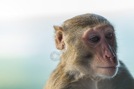 肖像在寺庙的猴子脸孔和眼神紧闭着一只猴子的脸部和眼睛毛皮树图片